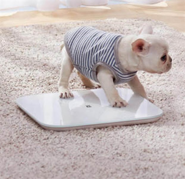 Cân Điện Tử Xiaomi - Cái - Ảnh 3